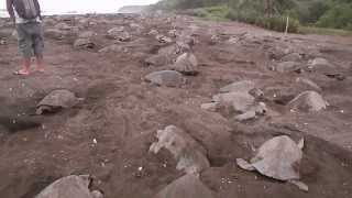 Thousands Of Nesting Sea Turtles On Playa Ostional - Costa Rica