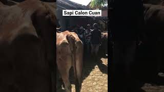 Sapi Calon Cuan