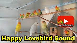 lovebird chirping sound activity