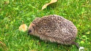 Igel bei der Futtersuche