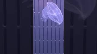 #beautiful #aquarium #jellyfish #jellyfishart #youtubeshorts