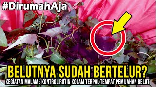 #DirumahAja : Cek Telur Belut di Kolam Pemijahan.