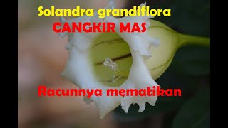 Solandra grandiflora, Tanaman Berbunga Indah yang Mematikan