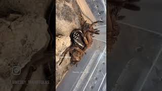 Spider regrowing a leg Goliath Bird Eater, the world’s largest spider species