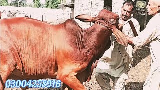 عزیز کیٹل فارم اینڈ پلائی سینٹر حاصل پور Aziz Cattle Farm and Palai Center Hashilpur