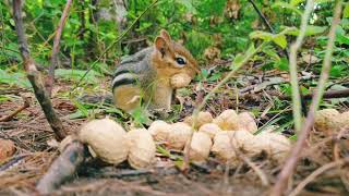 How to feed a Chipmunk / Что ест бурундук