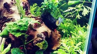 Friends planted tanks!!! Awesome