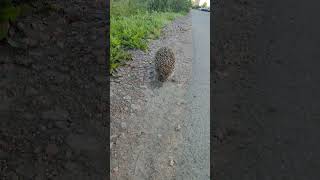 Крупный ёжик возле дороги. A large hedgehog near the road.#shorts