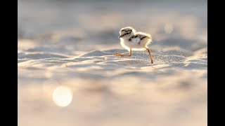 Corrieri piccoli (Little Ringed Plover)