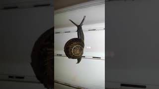 Garden Snail in Israel webm 720p