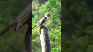 Filhote de Galo de Campina do Nordeste