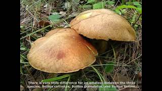 Suillus collinitus. Champimaginatis. English Text.