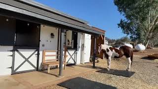 My equine herd. The first two mares are @5 months pregnant with dynamic foals!