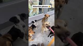 The most polite gas station dogs 😱😍