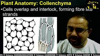 Plant anatomy: Unit I.1 Lecture 02  Collenchyma