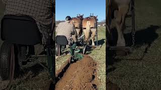 Gros Cheval 17 11 2024