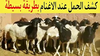 كشف الحمل عند الاغنام والماعز بطرق بسيطة  #معلومات_مهمة