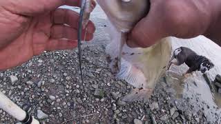 Bank Fishing Covington,Kentucky 6-26-21