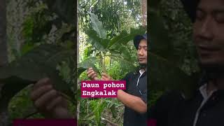 BENTUK DAUN POHON ENGKALAK DI HUTAN ALAM