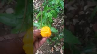 picking scotch bonnet pepper from my farm to eat with my lunch 😋 🌶🥰💯🇯🇲