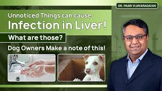 Unnoticed Things Can Cause Infection in Liver! What Are Those? Dog Owners Make a Note of This!