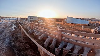 A Day of Lambing Season in Canada