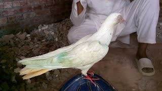 Jogi Kabutar Dusri Bazi Jeet Gaya || M Asad Birds #MAsadBirds #Pigeon #Kabutar