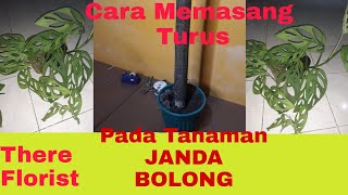 Cara Memasang TURUS pada tanaman JANDA BOLONG