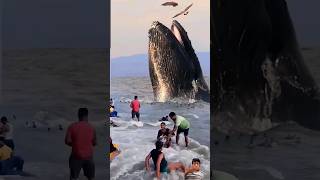 Viral Whales 🐋 on Digha Beach #shorts #viral #trending #youtube #ytshorts