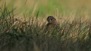 Wendehals, versteckt im Gras _ #Vogelbeobachtung