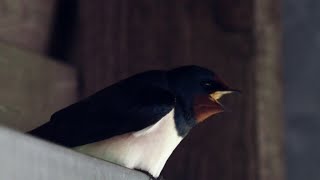 4k Die Rauchschwalbe zwitschert mir die Ohren voll.  Ist angeblich Vogel gesang #Vogelbeobachtung