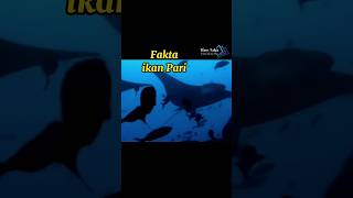 Fakta unik ikan pari #shorts #fakta #hausfakta #ikanpari #stringray #pengetahuan