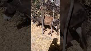 Donkey danger,#shorts#ytviral#youtubeshorts