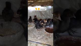 بقالى كتير عاوز اشتري🐤🐥✅