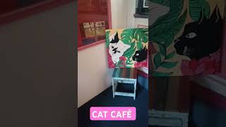 CAT CAFÉ una experiencia que no te puedes perder #comida #maldonado #adopcionresponsable