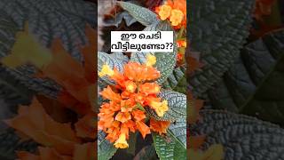 ഈ ചെടി ഉണ്ടോ?? Sunset bells/poppy vlogs