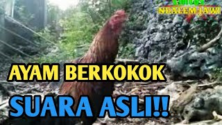 suara ayam jago berkokok