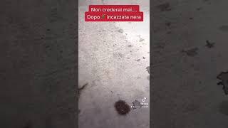 Dopo la 🦎 imcaxxata nera arriva la 🦎 a 2?? Code?? 😱