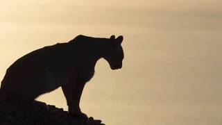 puma risks life to hunt | puma vs Guanako #video #animals #wildlife