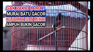 MURAI BATU Isian Mewah Ampuh Bikin Gacor Burung Lain Yang Dengar #Muraibatu