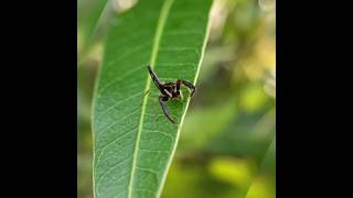 Scorpion Mimic Jumping Spider #spider #scorpion