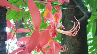 Amherstia nobilis Wall. The Pride of Burma, The Queen of Flowering Trees