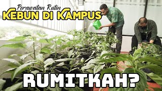 Perawatan Kebun Cabe Di Gedung Kampus Lantai 3, Sulitkah?