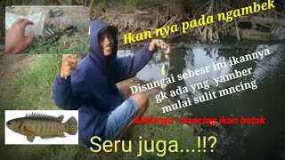 Mancing_disungai besar gak ada mau makan..akhirnya mancing betok dapat banyak