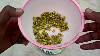 Planting green bean seeds at home