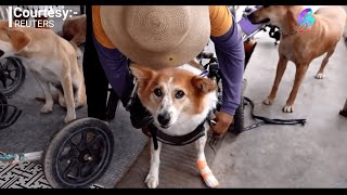 Disabled dogs enjoying outside for the first time in Thailand where Covid-19 has affected