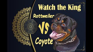 Rottweiler vs Coyote