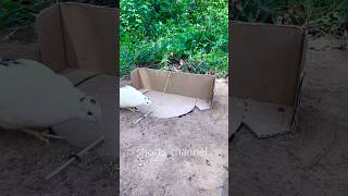 simple Bird Trap Amazing using Hole Box  #shorts