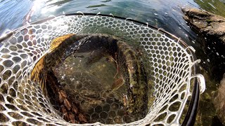 Pesca al lago di Suviana - Spinning al luccio