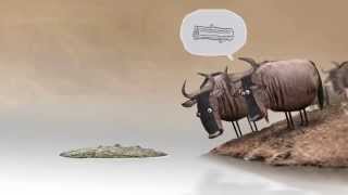 jokes - Wildebeest video in full hd 1080p